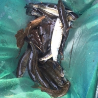 Fische