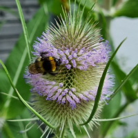 Distel mit Hummerl Naturgarten